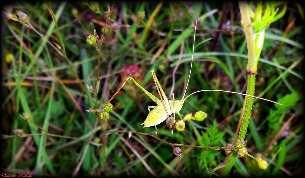 Ninfa maschio di Tylopsis lilifolia.